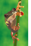 Projekt Frosch